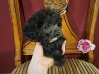 Charlotte, a female Shih Tzu and Poodle - Toy  for sale in Rockville, IN – 5 of 9