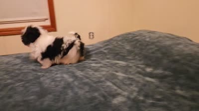Blake, a male Shih Tzu for sale in Rockville, IN – 7 of 9