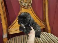 Hershey, a male Shih Tzu and Poodle - Toy  for sale in Rockville, IN – 4 of 9