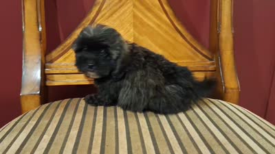 Hershey, a male Shih Tzu and Poodle - Toy  for sale in Rockville, IN – 9 of 9
