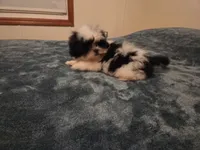 Blake, a male Shih Tzu for sale in Rockville, IN – 4 of 9