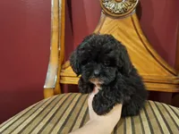 Dusk, a male Shih Tzu and Poodle - Toy  for sale in Rockville, IN – 2 of 9