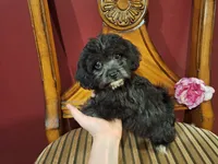 Charlotte, a female Shih Tzu and Poodle - Toy  for sale in Rockville, IN – 4 of 9