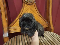 Hershey, a male Shih Tzu and Poodle - Toy  for sale in Rockville, IN – 2 of 9