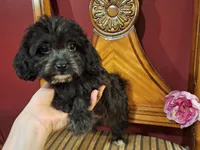 Charlotte, a female Shih Tzu and Poodle - Toy  for sale in Rockville, IN – 7 of 9