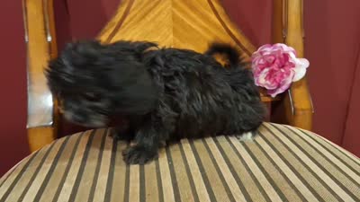 Charlotte, a female Shih Tzu and Poodle - Toy  for sale in Rockville, IN – 6 of 9