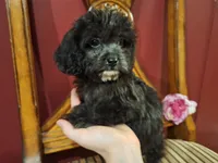 Charlotte, a female Shih Tzu and Poodle - Toy  for sale in Rockville, IN – 3 of 9