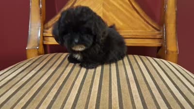 Dusk, a male Shih Tzu and Poodle - Toy  for sale in Rockville, IN – 7 of 9