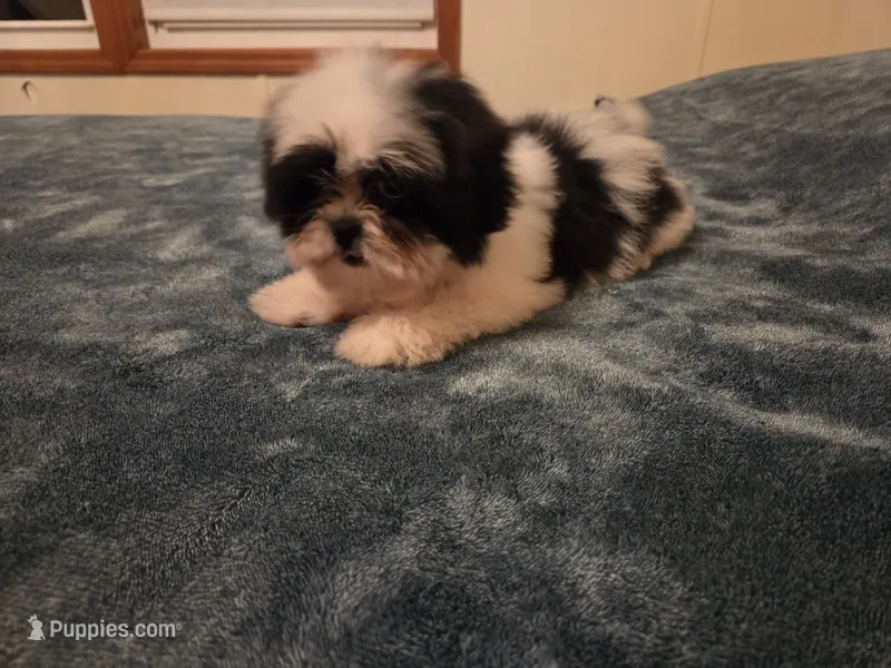 Blake, a male Shih Tzu for sale in Rockville, IN – 1 of 9