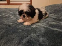 Blake, a male Shih Tzu for sale in Rockville, IN – 1 of 9