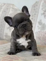Alvi, a male French Bulldog for sale in Sacramento, CA – 4 of 6