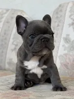 Alvi, a male French Bulldog for sale in Sacramento, CA – 2 of 6