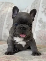 Alvi, a male French Bulldog for sale in Sacramento, CA – 3 of 6