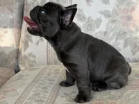 Tadi, a male French Bulldog for sale in Sacramento, CA – 2 of 8