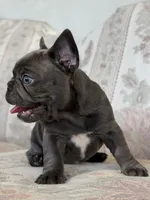 Tadi, a male French Bulldog for sale in Sacramento, CA – 3 of 8