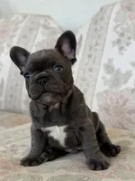 Tadi, a male French Bulldog for sale in Sacramento, CA – 7 of 8