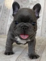 Alvi, a male French Bulldog for sale in Sacramento, CA – 1 of 6