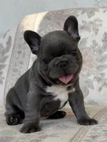 Alvi, a male French Bulldog for sale in Sacramento, CA – 5 of 6