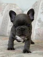 Alvi, a male French Bulldog for sale in Sacramento, CA – 6 of 6