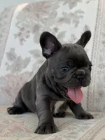 Tadi, a male French Bulldog for sale in Sacramento, CA – 4 of 8