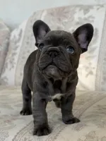 Tadi, a male French Bulldog for sale in Sacramento, CA – 5 of 8