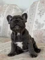 Tadi, a male French Bulldog for sale in Sacramento, CA – 6 of 8