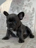 Tadi, a male French Bulldog for sale in Sacramento, CA – 8 of 8