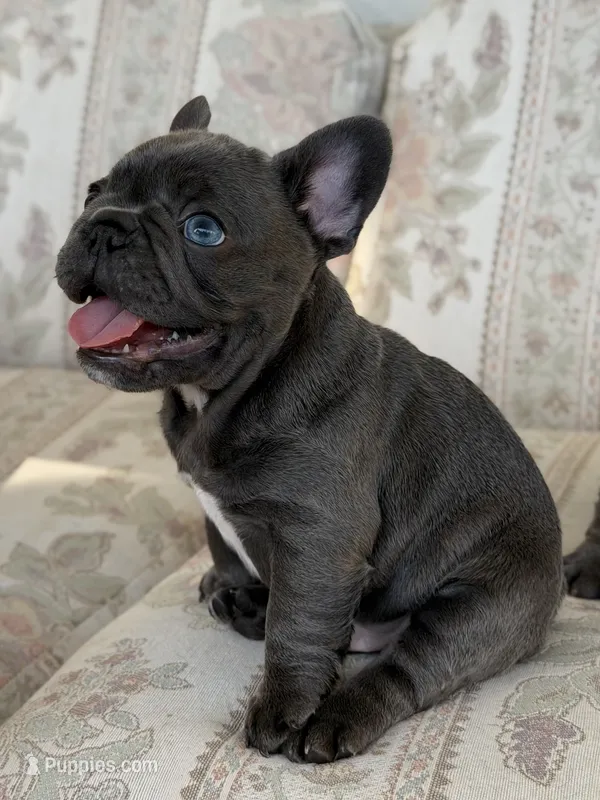 Tadi – French Bulldog puppy for sale in Sacramento, CA