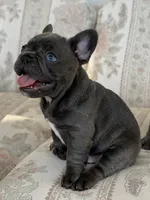 Tadi, a male French Bulldog for sale in Sacramento, CA – 1 of 8