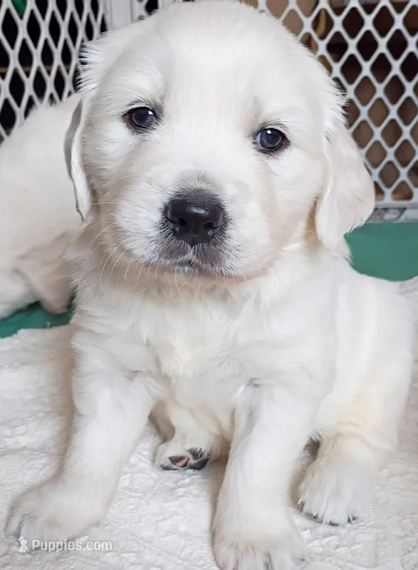 Brooke  – Golden Retriever puppy for sale in Almond, WI