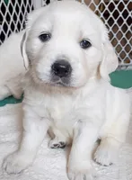 Brooke , a female Golden Retriever for sale in Almond, WI – 1 of 10