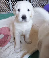 Oliver, a male English Cream Golden Retriever for sale in Almond, WI – 1 of 7