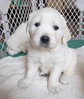 Willow, a female English Cream Golden Retriever for sale in Almond, WI – 6 of 9