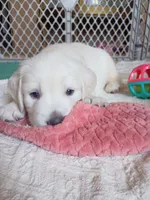 Brooke , a female English Cream Golden Retriever for sale in Almond, WI – 4 of 6