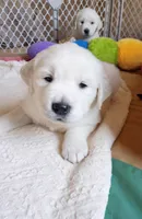 Willow, a female Golden Retriever for sale in Almond, WI – 5 of 6