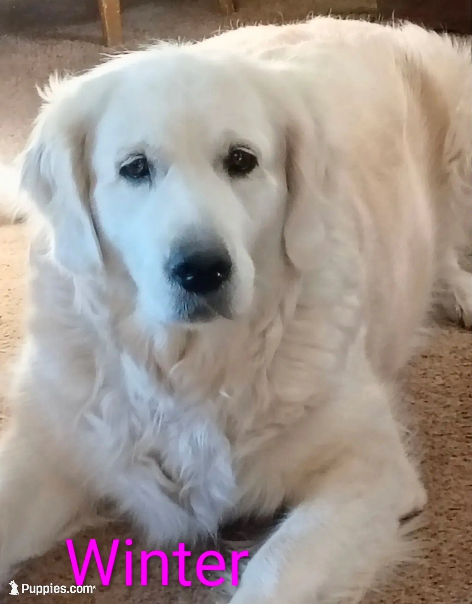Brooke , a female Golden Retriever for sale in Almond, WI – 7 of 10