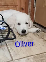 Oliver, a male Golden Retriever for sale in Almond, WI – 2 of 6