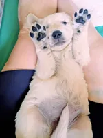 Brooke , a female Golden Retriever for sale in Almond, WI – 5 of 10