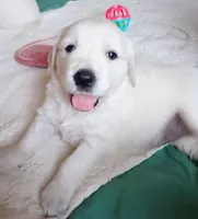 Oliver, a male English Cream Golden Retriever for sale in Almond, WI – 2 of 7