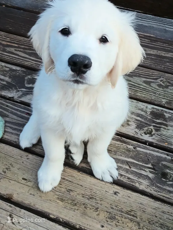 Chester – English Cream Golden Retriever puppy for sale in Almond, WI