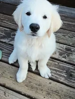 Chester, a male English Cream Golden Retriever for sale in Almond, WI – 1 of 7