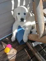 Oliver, a male English Cream Golden Retriever for sale in Almond, WI – 4 of 7