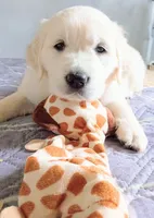 Willow, a female English Cream Golden Retriever for sale in Almond, WI – 1 of 9