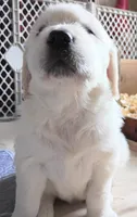 Chester , a male Golden Retriever for sale in Almond, WI – 4 of 6