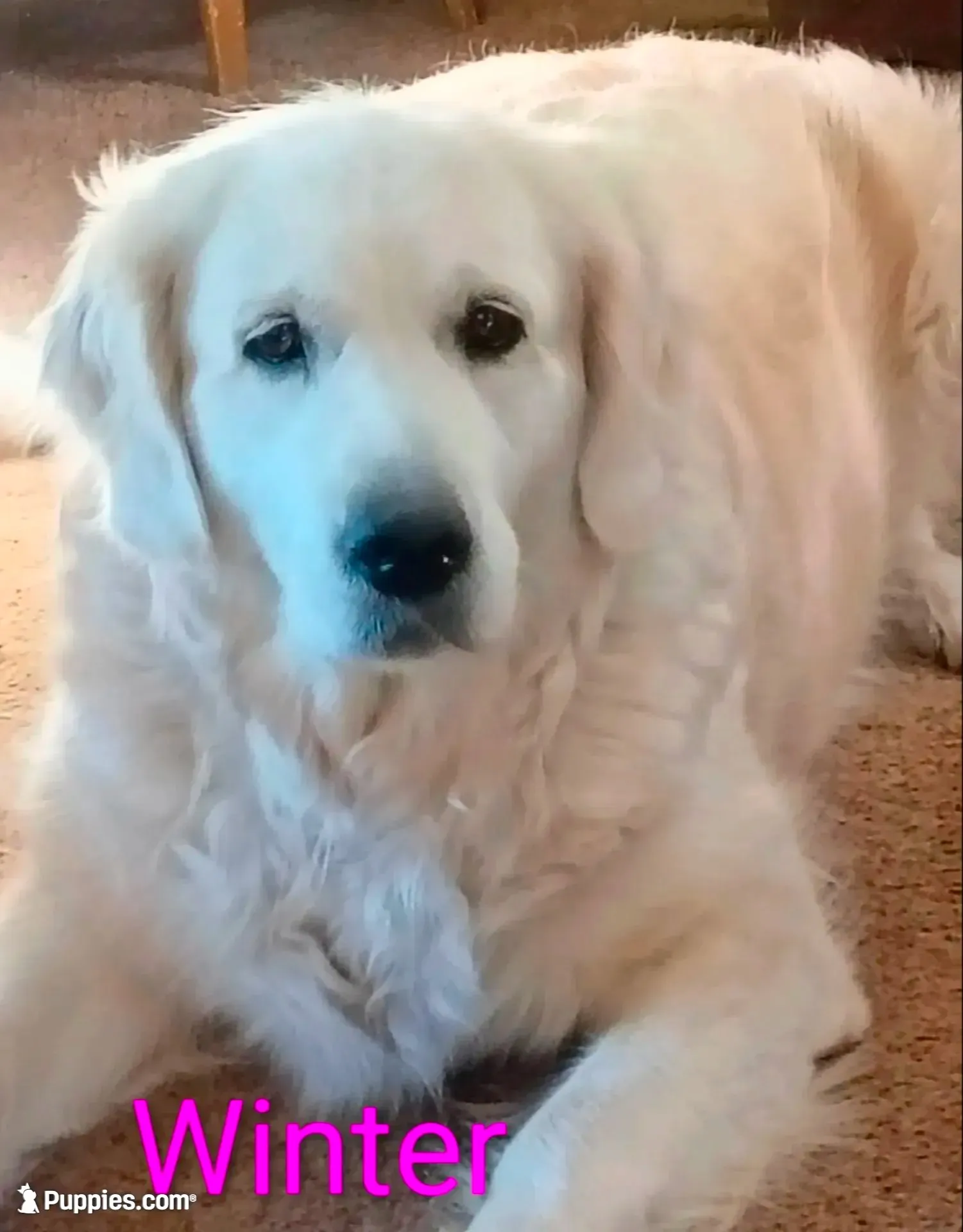 Oliver, a male English Cream Golden Retriever for sale in Almond, WI – 3 of 7