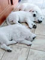 Oliver, a male English Cream Golden Retriever for sale in Almond, WI – 6 of 7