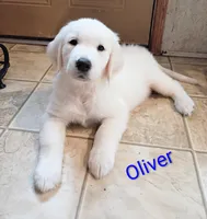Oliver, a male Golden Retriever for sale in Almond, WI – 3 of 6