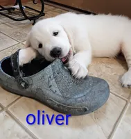 Oliver, a male Golden Retriever for sale in Almond, WI – 4 of 6
