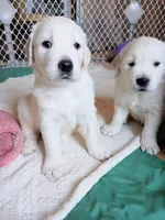 Oliver, a male English Cream Golden Retriever for sale in Almond, WI – 5 of 7