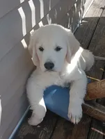 Oliver, a male English Cream Golden Retriever for sale in Almond, WI – 7 of 7